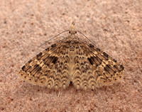44.001 BF1288 Twenty-plume Moth Alucita hexadactyla