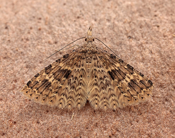 44.001 BF1288 Twenty-plume Moth Alucita hexadactyla