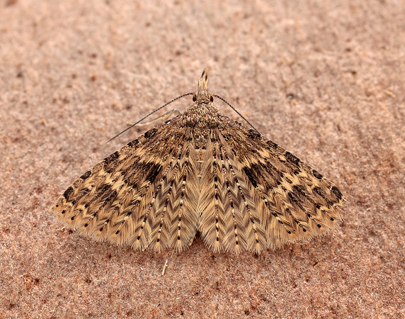 44.001 BF1288 Twenty-plume Moth Alucita hexadactyla