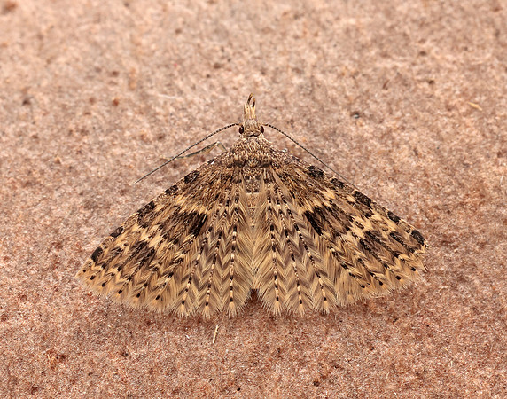44.001 BF1288 Twenty-plume Moth Alucita hexadactyla