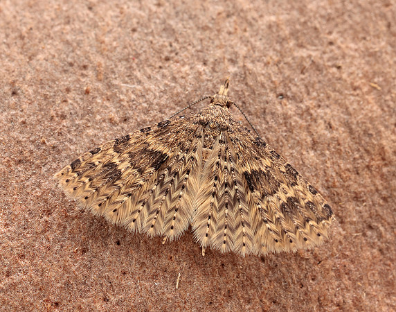 44.001 BF1288 Twenty-plume Moth Alucita hexadactyla