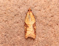 49.078 BF1043 Acleris aspersana