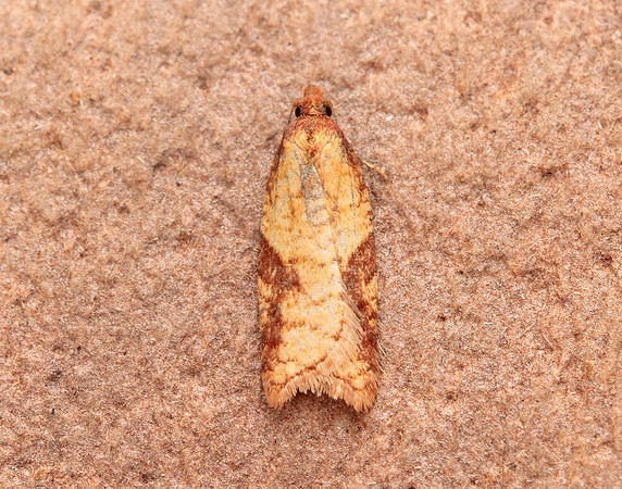 49.070 BF1042 Rhomboid Tortrix Acleris rhombana