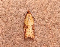 49.078 BF1043 Acleris aspersana