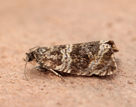 49.166 BF1076 Celypha lacunana
