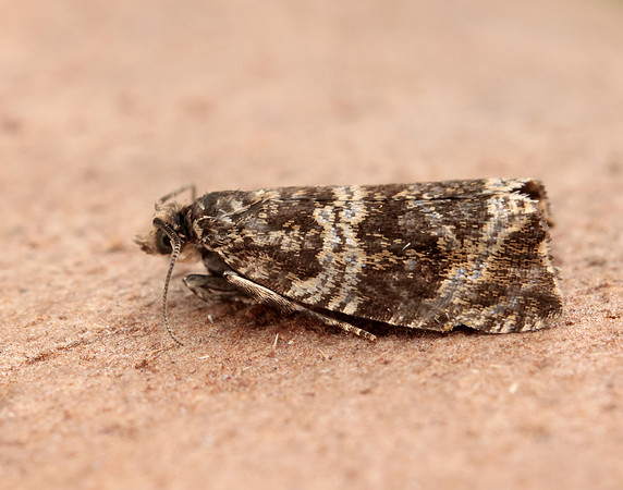49.166 BF1076 Celypha lacunana
