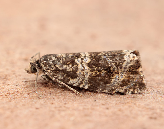 49.166 BF1076 Celypha lacunana