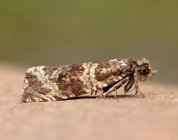 49.166 BF1076 Celypha lacunana