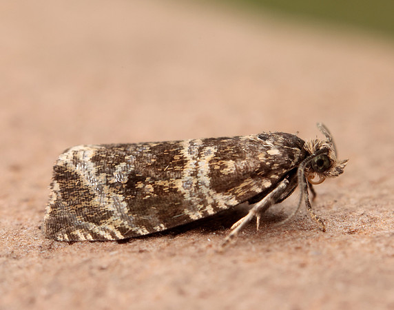 49.166 BF1076 Celypha lacunana