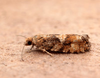 49.259 BF1163 Zeiraphera ratzeburgiana