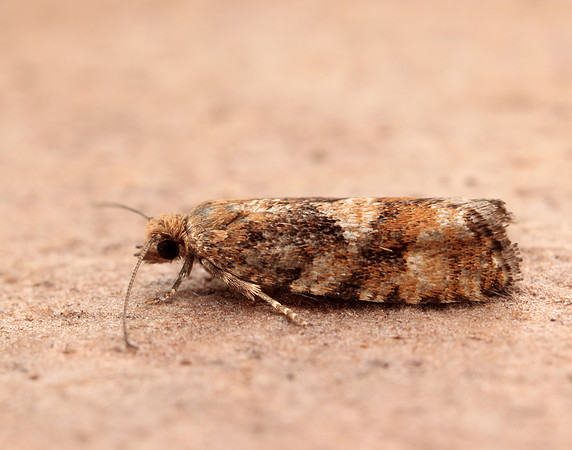 49.259 BF1163 Zeiraphera ratzeburgiana