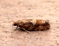 49.259 BF1163 Zeiraphera ratzeburgiana