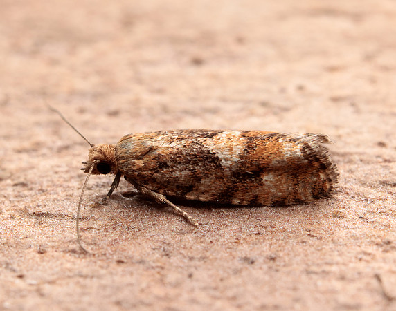 49.259 BF1163 Zeiraphera ratzeburgiana