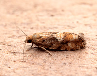 49.259 BF1163 Zeiraphera ratzeburgiana