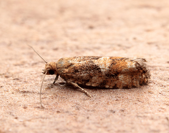 49.259 BF1163 Zeiraphera ratzeburgiana