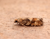 49.259 BF1163 Zeiraphera ratzeburgiana