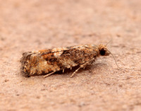 49.259 BF1163 Zeiraphera ratzeburgiana