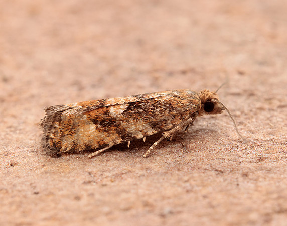 49.259 BF1163 Zeiraphera ratzeburgiana
