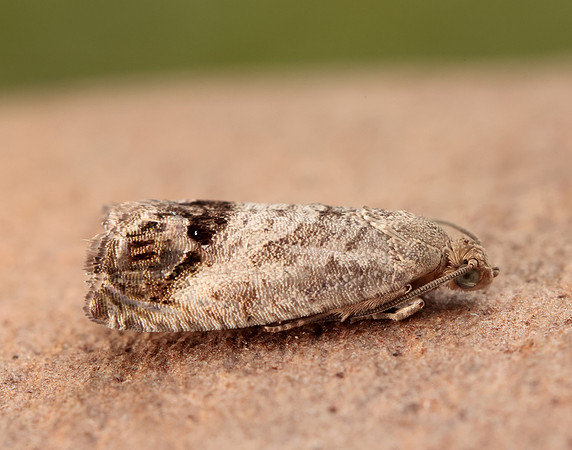 49.259 BF1163 Zeiraphera ratzeburgiana