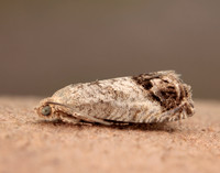 49.259 BF1163 Zeiraphera ratzeburgiana