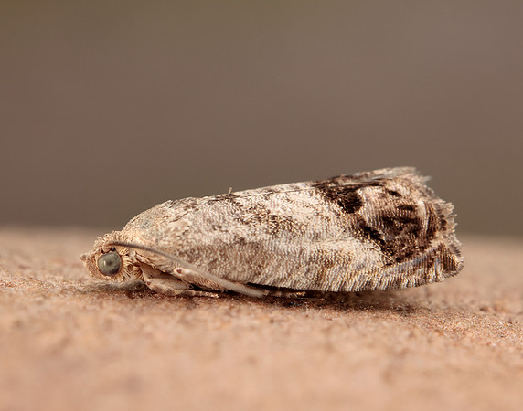 49.259 BF1163 Zeiraphera ratzeburgiana
