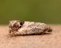 49.259 BF1163 Zeiraphera ratzeburgiana