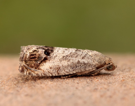49.259 BF1163 Zeiraphera ratzeburgiana