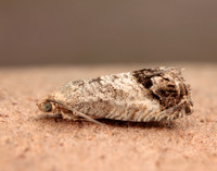 49.259 BF1163 Zeiraphera ratzeburgiana