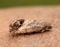 49.259 BF1163 Zeiraphera ratzeburgiana
