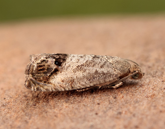 49.259 BF1163 Zeiraphera ratzeburgiana