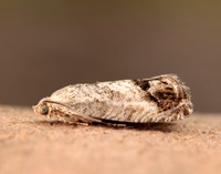 49.259 BF1163 Zeiraphera ratzeburgiana