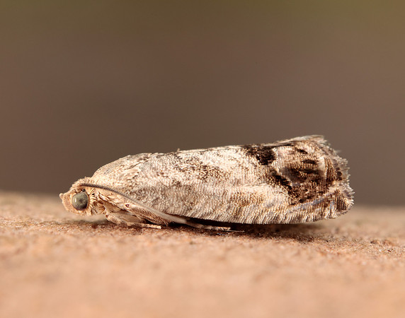 49.259 BF1163 Zeiraphera ratzeburgiana