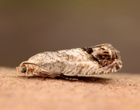 49.259 BF1163 Zeiraphera ratzeburgiana
