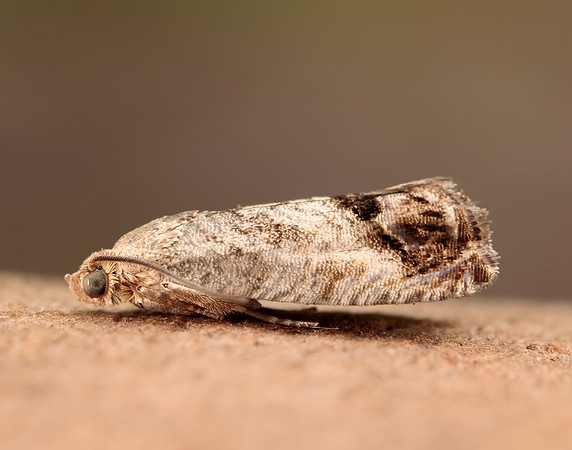49.259 BF1163 Zeiraphera ratzeburgiana