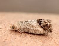 49.259 BF1163 Zeiraphera ratzeburgiana