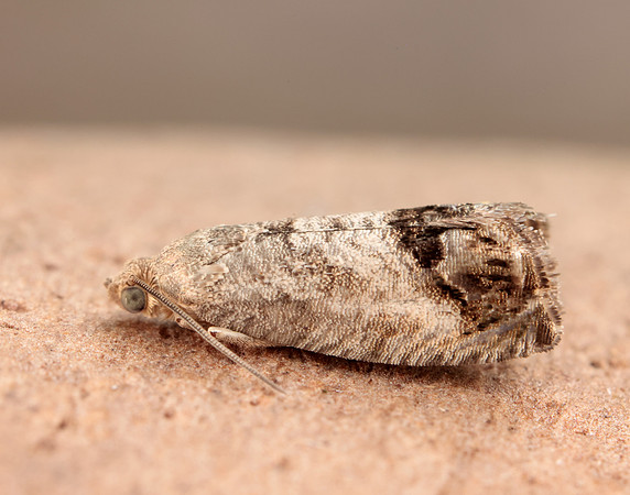 49.259 BF1163 Zeiraphera ratzeburgiana