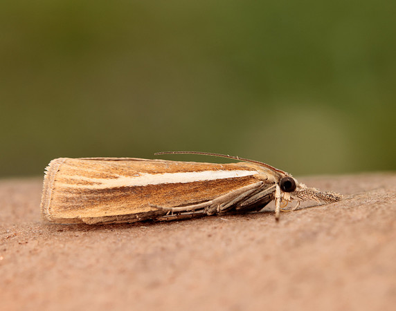 63.092 BF1303 Agriphila selasella