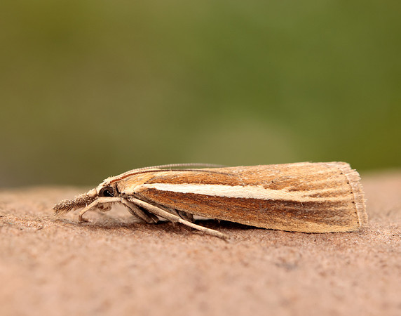 63.092 BF1303 Agriphila selasella