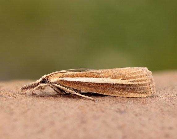 63.092 BF1303 Agriphila selasella