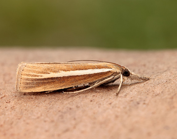 63.092 BF1303 Agriphila selasella