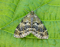 70.200 BF1883 Yellow-barred Brindle Acasis viretata