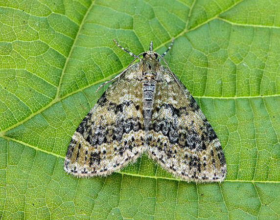 70.200 BF1883 Yellow-barred Brindle Acasis viretata