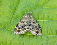 70.200 BF1883 Yellow-barred Brindle Acasis viretata
