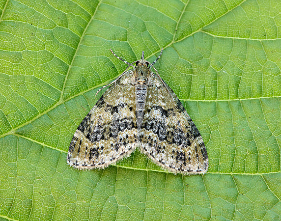 70.200 BF1883 Yellow-barred Brindle Acasis viretata
