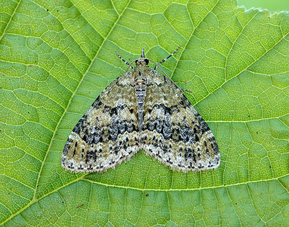 70.200 BF1883 Yellow-barred Brindle Acasis viretata