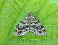 70.200 BF1883 Yellow-barred Brindle Acasis viretata