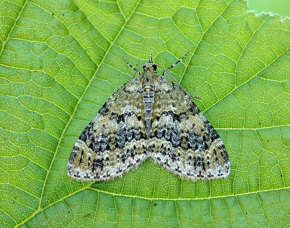 70.200 BF1883 Yellow-barred Brindle Acasis viretata