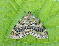 70.200 BF1883 Yellow-barred Brindle Acasis viretata