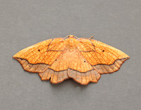 70.227 BF1907 Bordered Beauty Epione repandaria