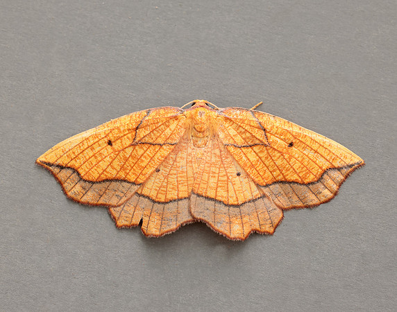 70.227 BF1907 Bordered Beauty Epione repandaria